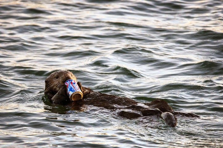 an otter swimming on back drinking a can of soda.
